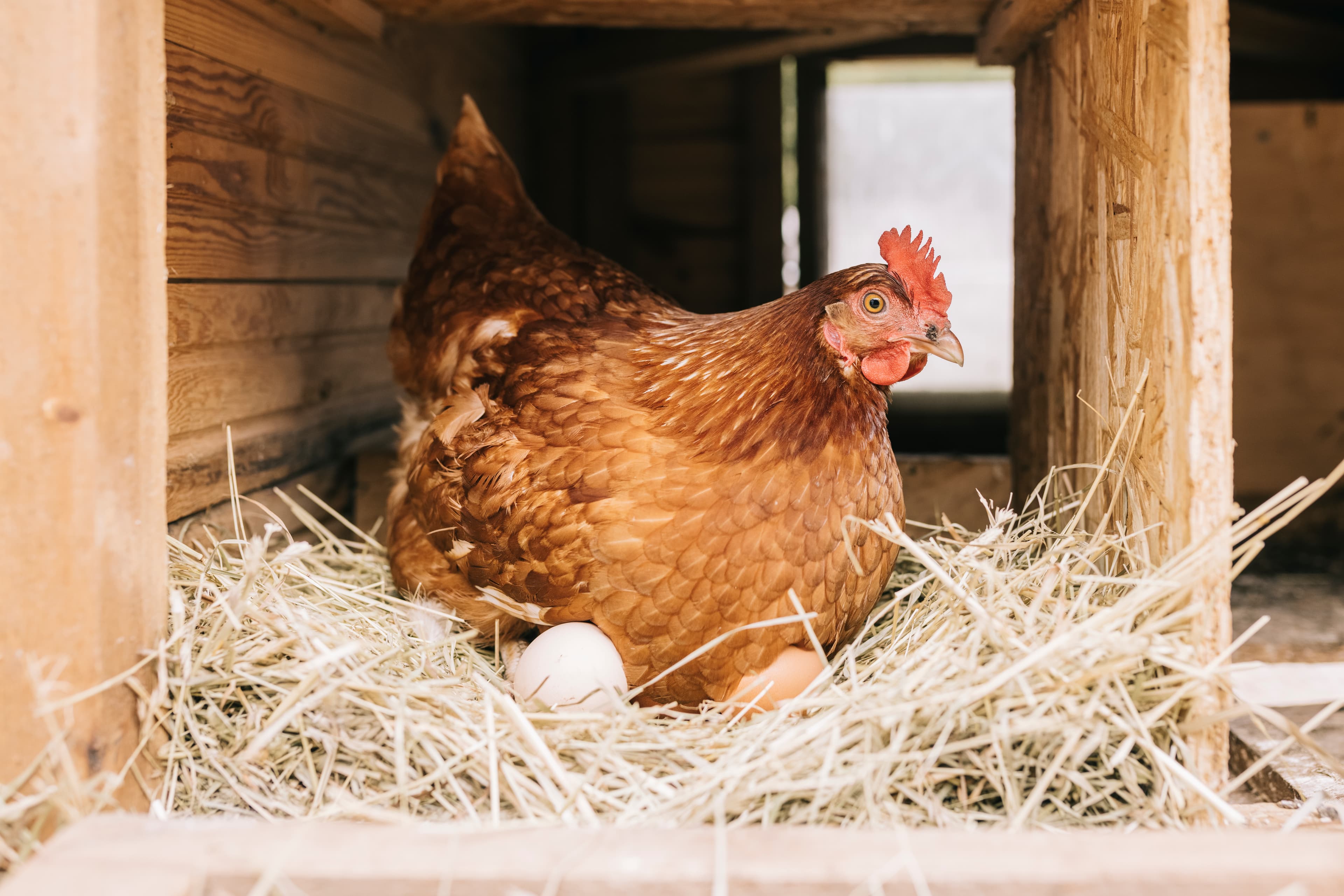 How urban hens can help cities become food secure