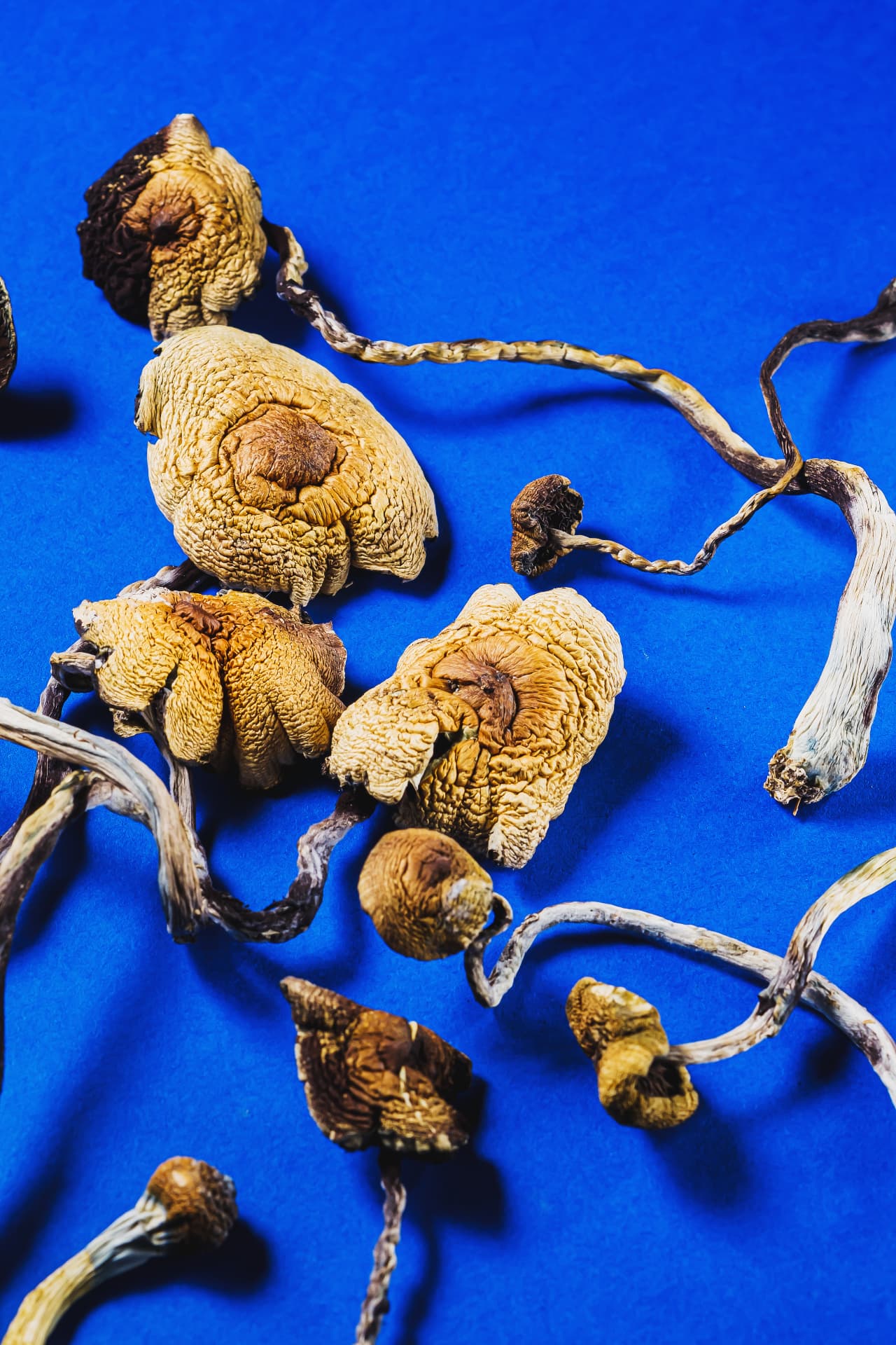 Trending: Why psilocybin could be used in mental health treatment