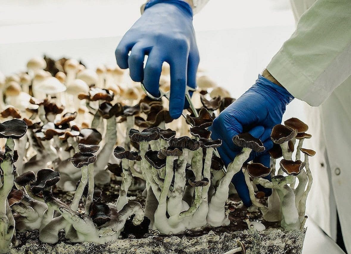Inside the Vancouver lab where scientists (legally) grow magic mushrooms