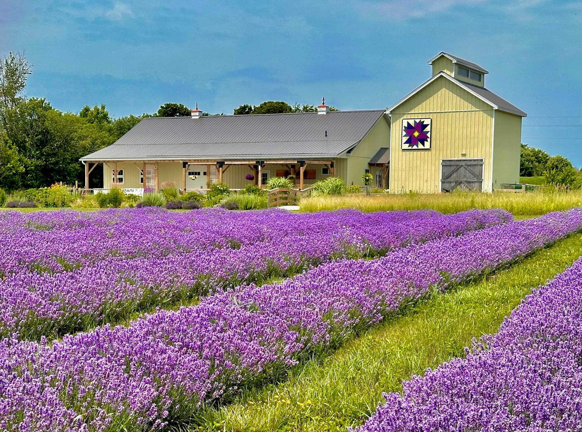 Millefleurs lavender farm in Prince Edward County, Ontario