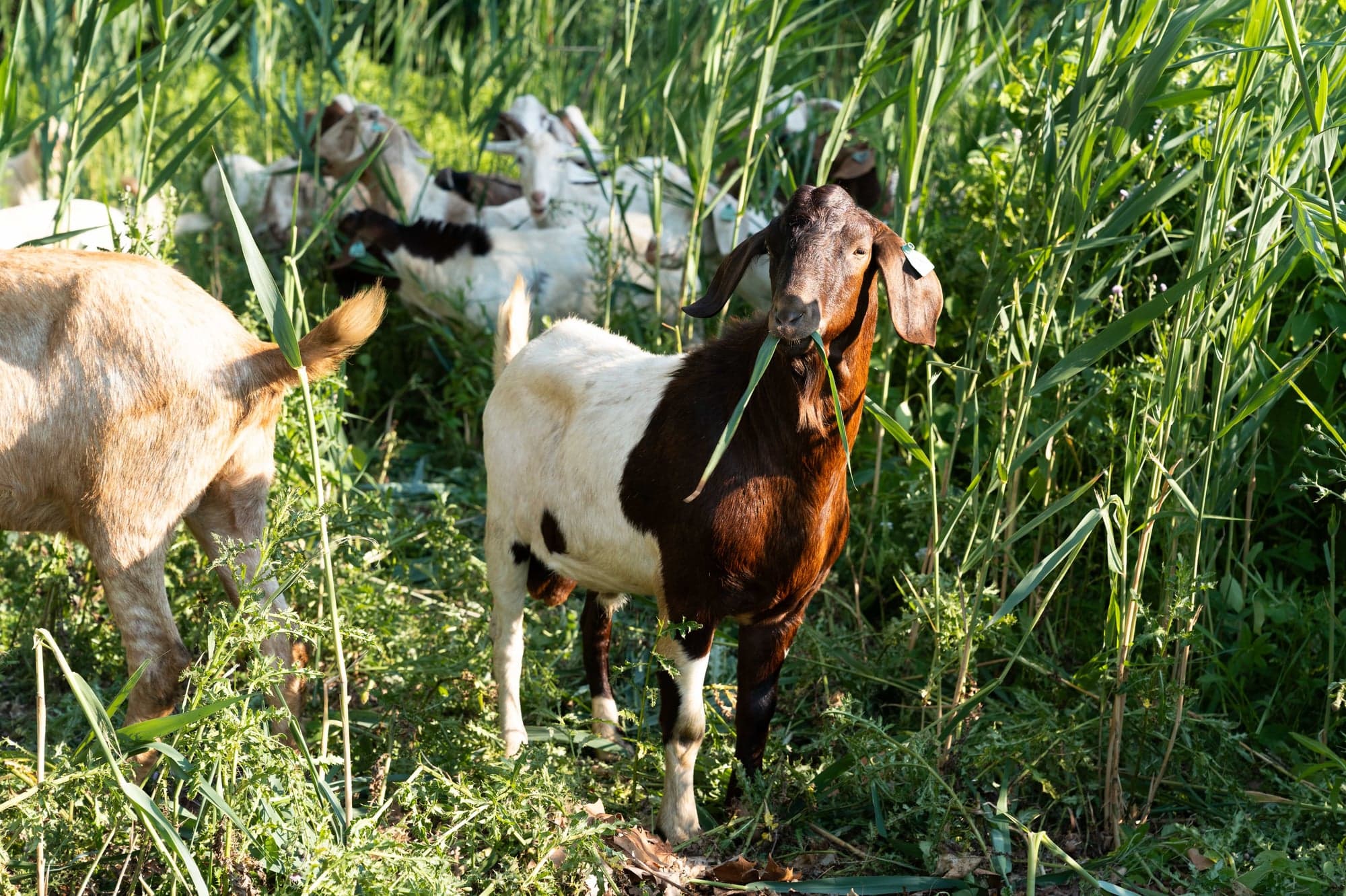 The Goats Tackling Ontario's Invasive Plant Problem