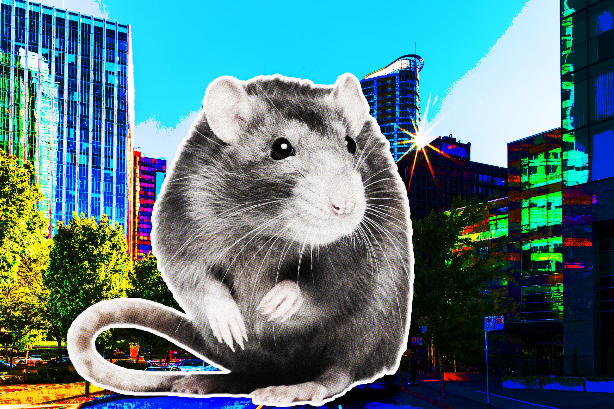 How Canada’s Cities Got So Repulsively Ratty