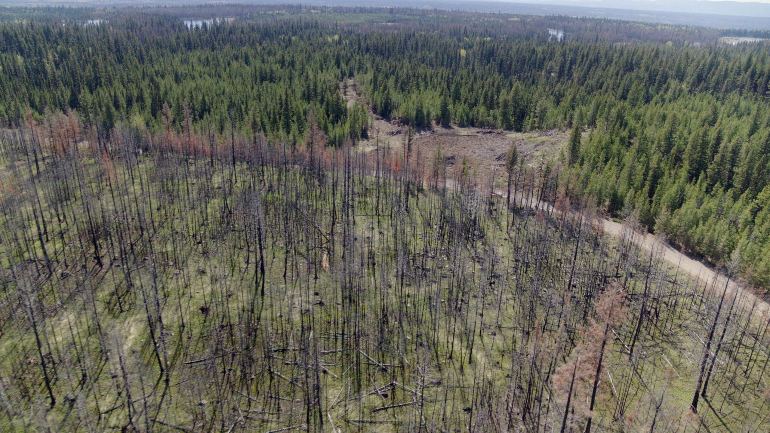 How Indigenous-Led Efforts are Restoring Wildfire-Impacted Forests