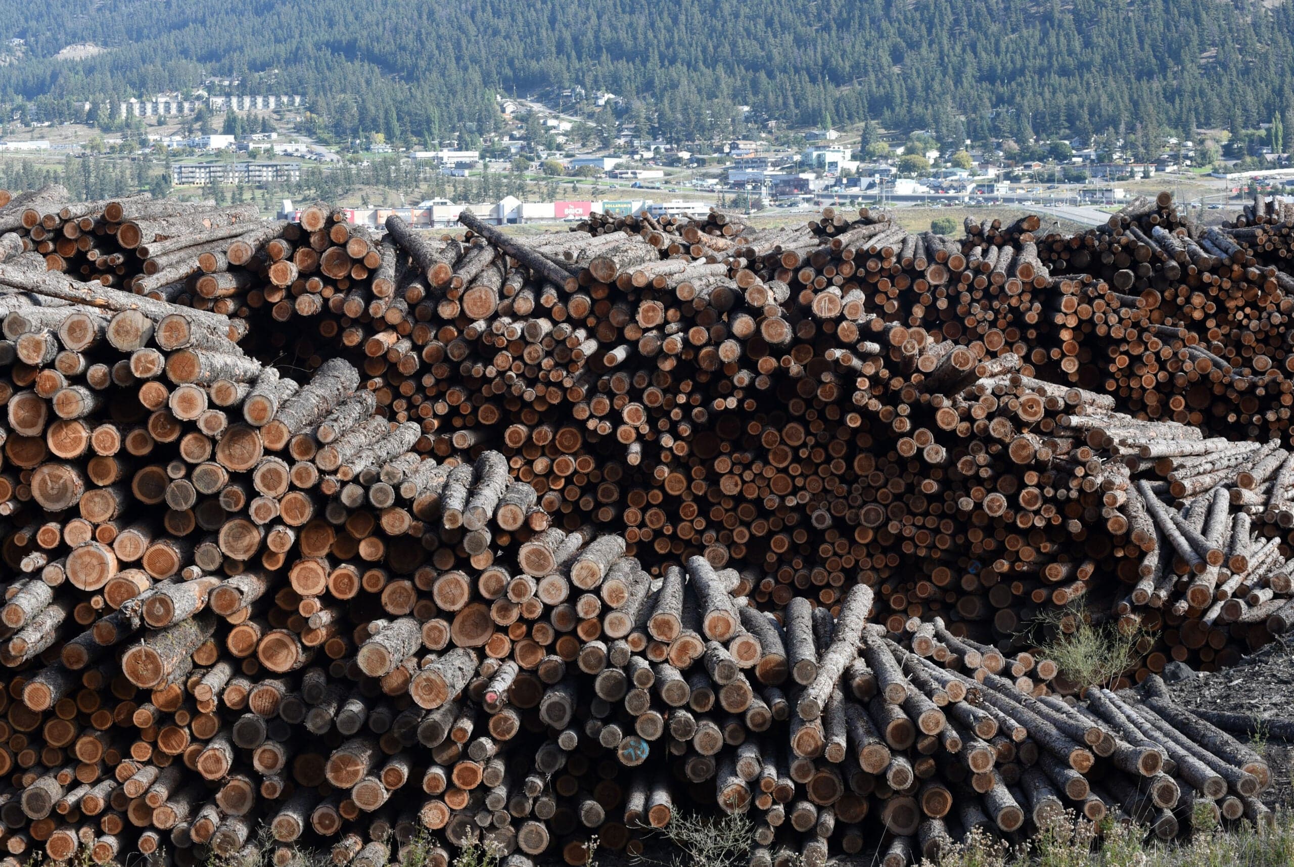 Lumber Tariffs Are Killing My Logging Town