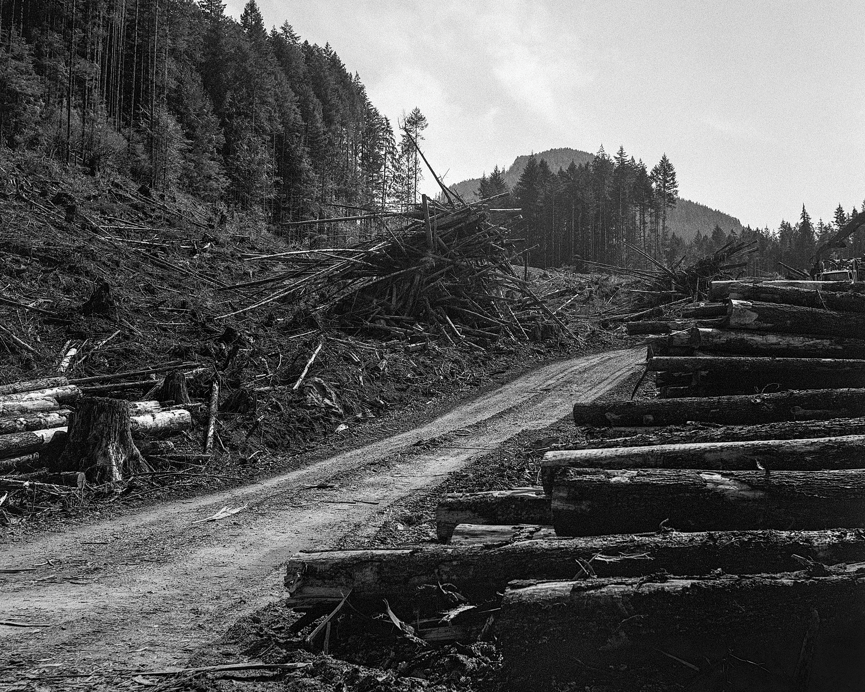 Inside B.C.'s Perilous Forestry Industry