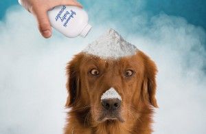 How everyday products can cure your pet