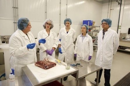 Lynn McMullen, a professor in Meat Microbiology teaches students to test for E. coli
