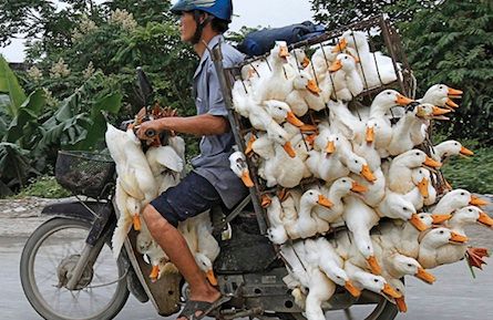 Man transports ducks on a motorcycle to a market in Nam Ha province