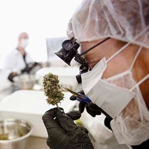Director of Quality Assurance Thomas Shipley prunes dry marijuana buds before they are processed for shipping at Tweed Marijuana Inc in Smith&#8217;s Falls