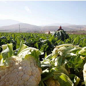 A Palestinian labourer collects cauliflowers during harvest on a field in the West Bank