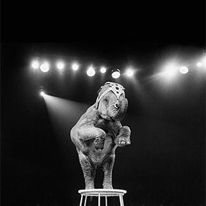 An elephant act at a Bertram Mills Circus performance. 19th December 1958.
