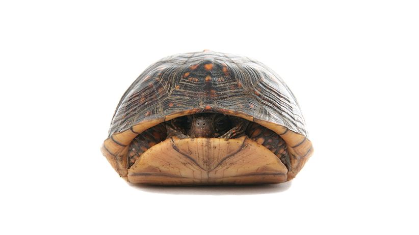 A turtle slightly poking his head out of his shell