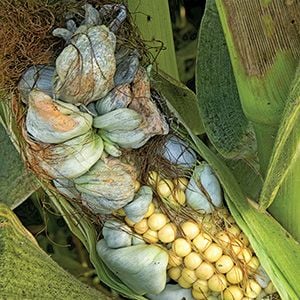 Mature Smut galls  (Ustilago zeae) on ear of corn.