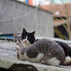 Cats On Corrugated Roof