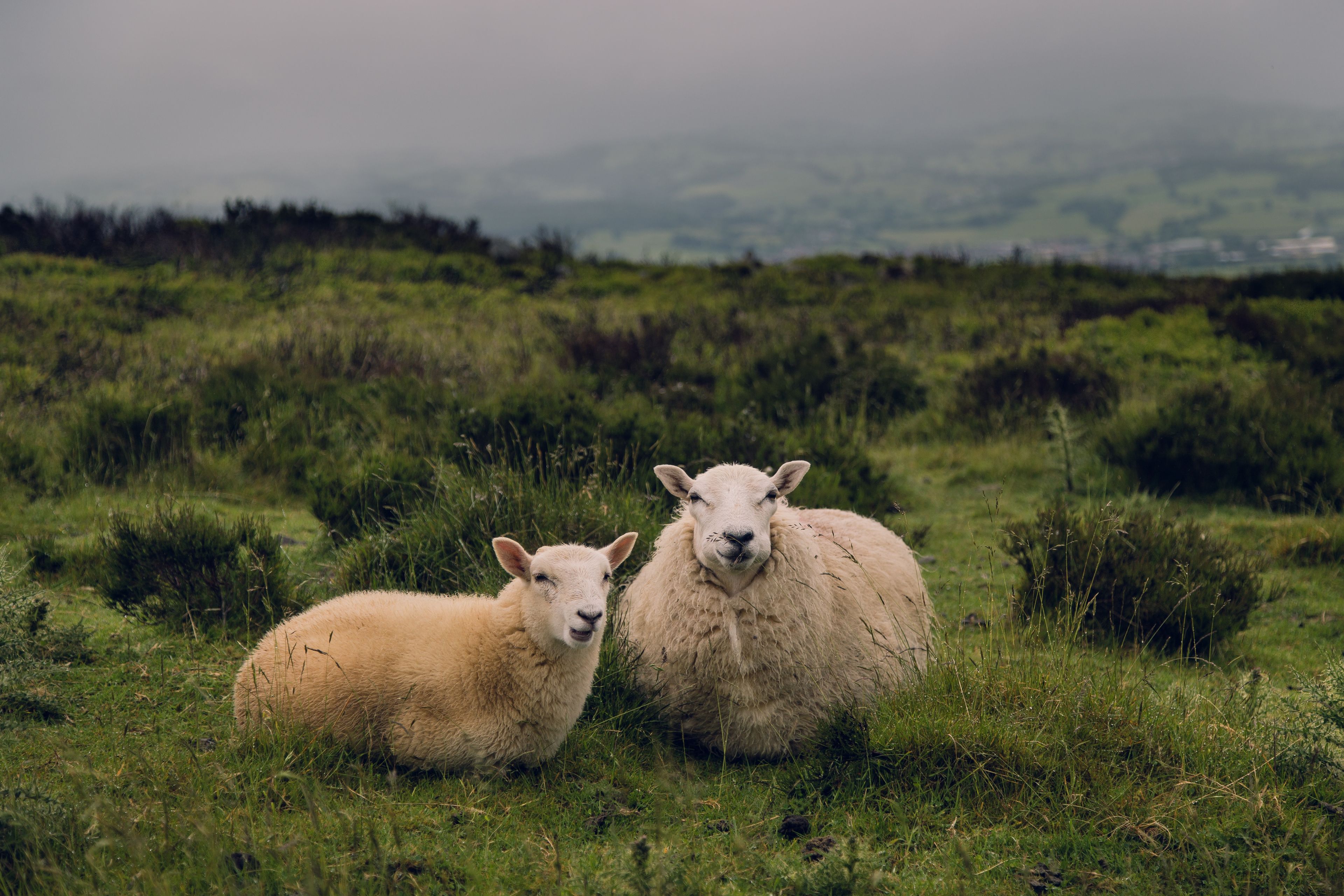sheep-organic-farming
