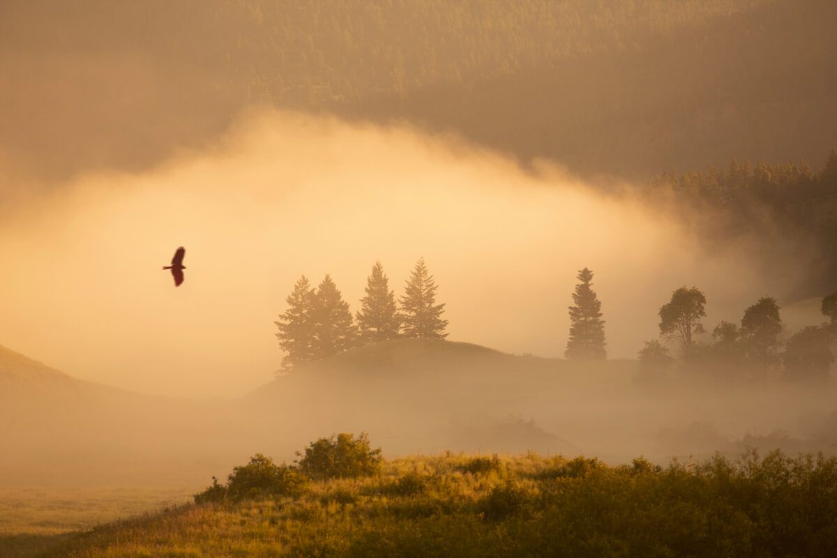 An image of a hawk soaring over a foggy, forested landscape in Merritt, BC