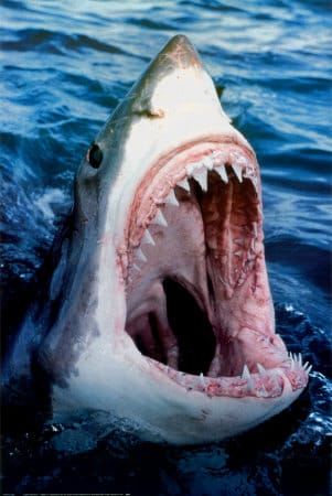 78027great-white-shark-posters