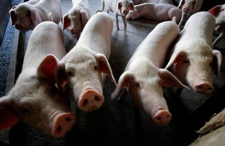 090430_piggies