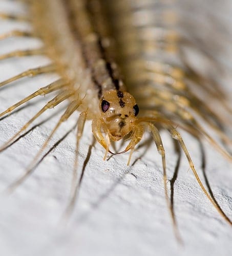 centipede