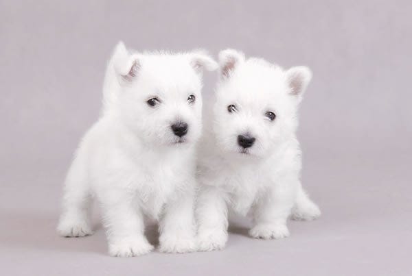West-Highland-Terrier-puppy-1-picture