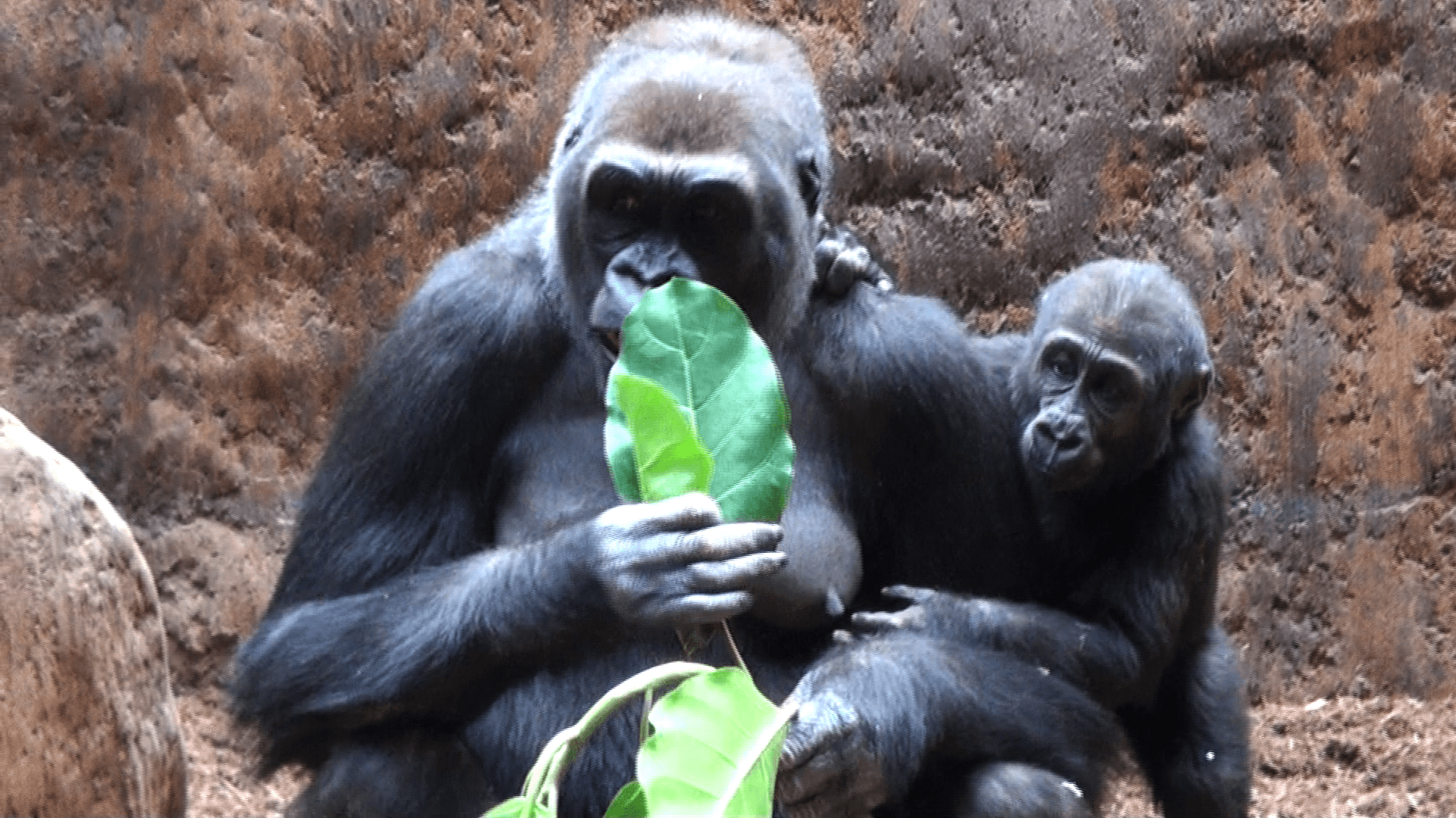 MACTV11 22 - Kate Gorillas (STILLS)