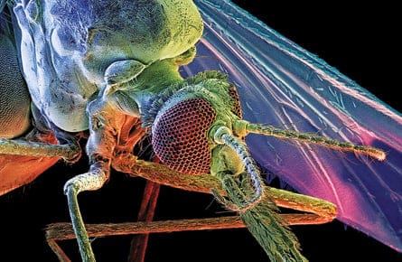 Building a better mosquito