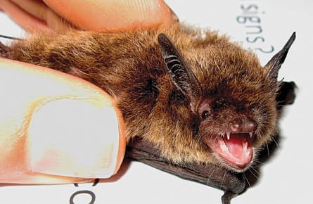 The trouble with city bats