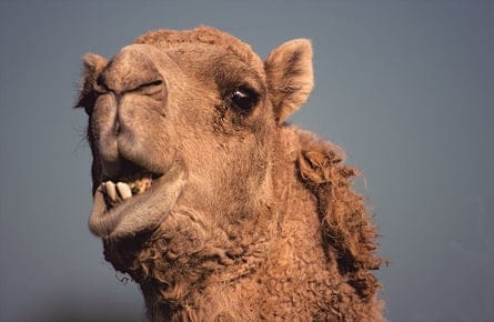 Save the earth, kill a camel