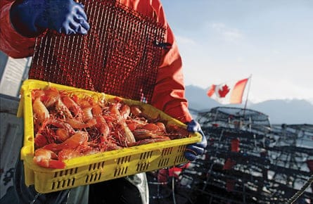 The good news about B.C. prawns