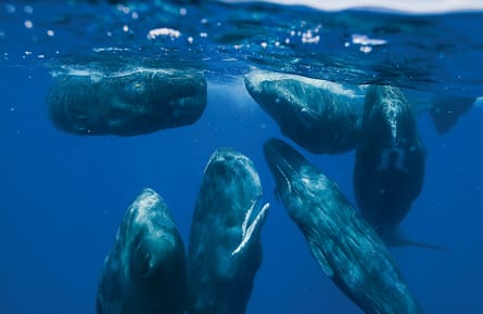 In the company of whales