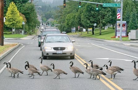 The Canadian invasion
