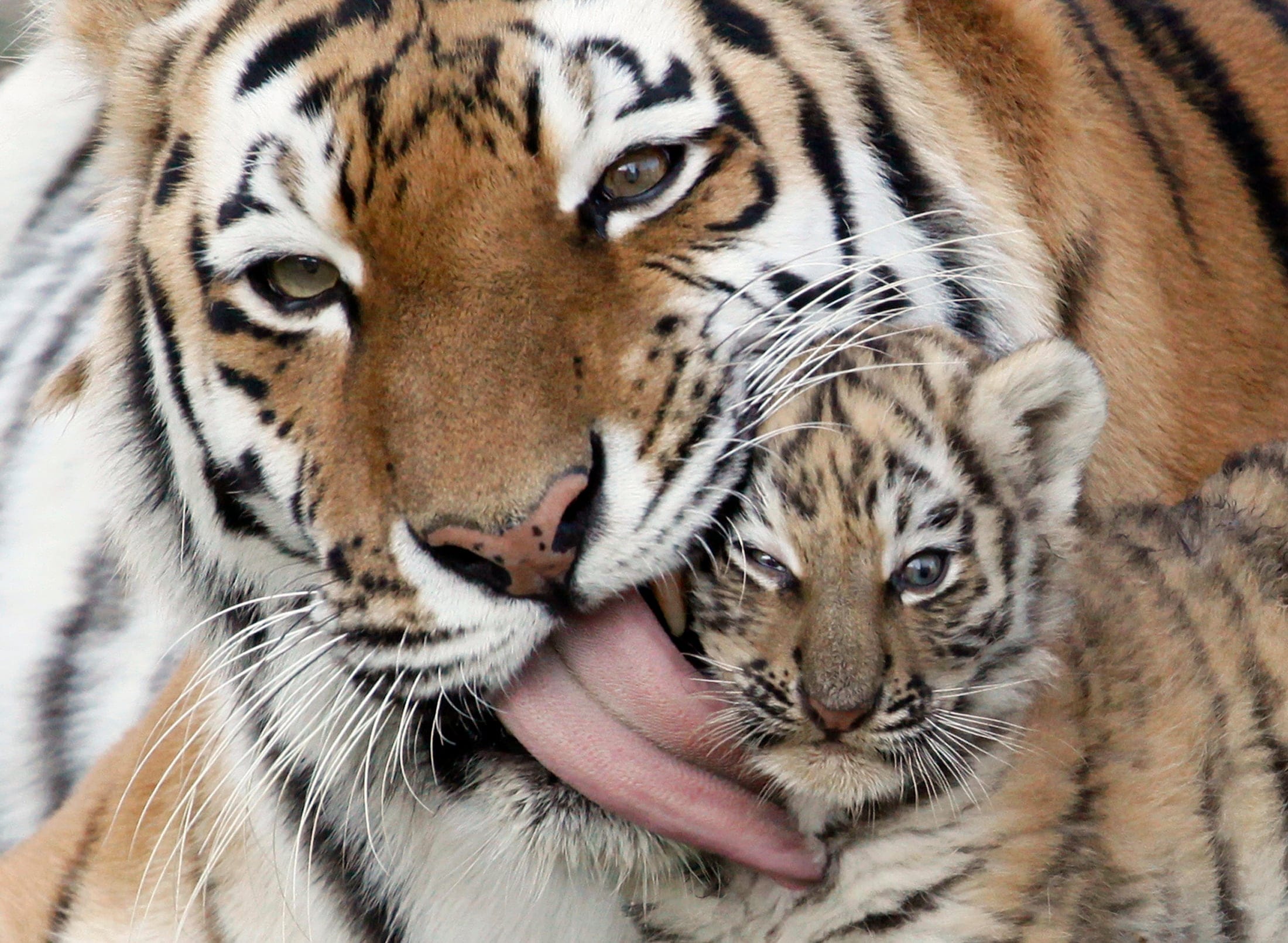 A female Amur tiger licks its cub