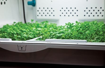 Grow your own herbs? Not so fast.
