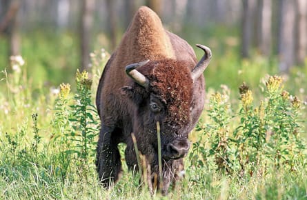 Bison back in Banff. Burgers, anyone?