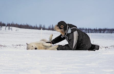 The trainer who keeps wolves at the door