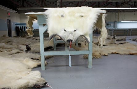 We're shotting polar bears?!?