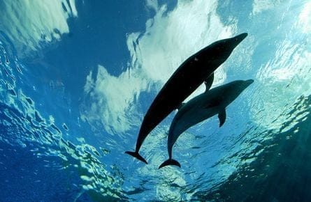 dolphins rotator