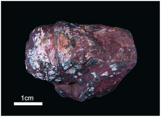 Spiral heteropolar coprolite with cestode eggs. (plosone.org)
