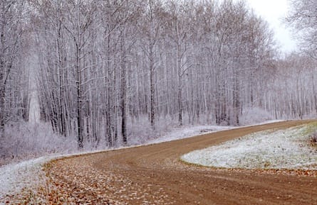 Forest and Path in Winter