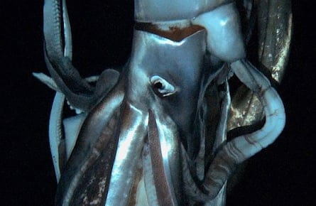 Japan Giant Squid