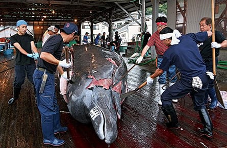 From whaling to watching