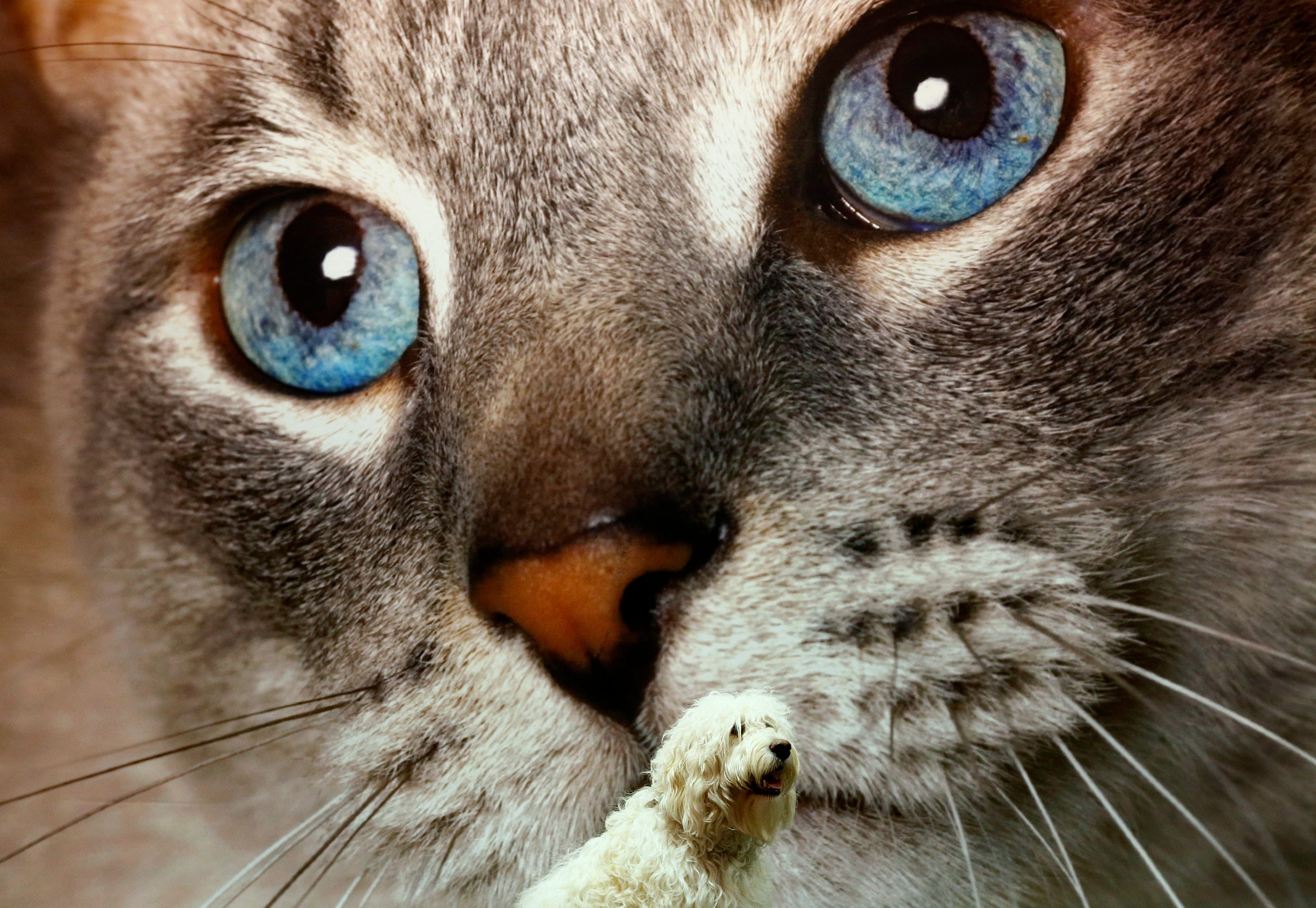 Bailey Bear a Golden Labradoodle sits in front of a picture of a cat during the first day of the Crufts Dog Show in Birmingham