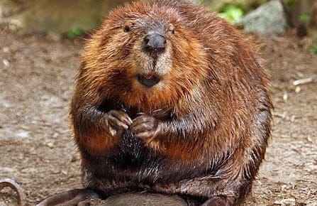 North American beaver/Wikipedia  