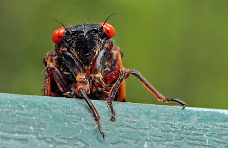 Cicadas Return
