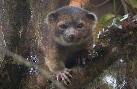 Olinguito