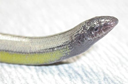 leglesslizard445x290