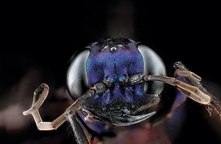 MAC39_PHOTOESSAYBUGS01www