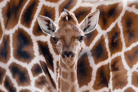 GIRAFFE