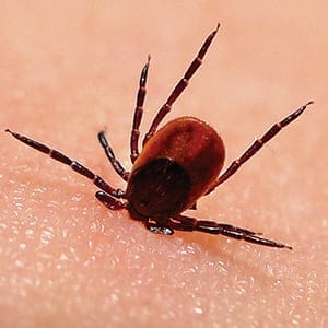 MAC12_LYMEDISEASE_THUMBNAIL01