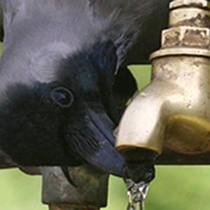 A crow drinks water from a tap on a hot day in Chandigarh